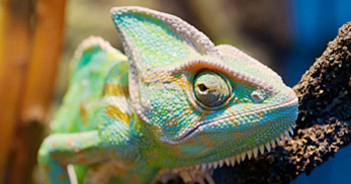 chameleon image