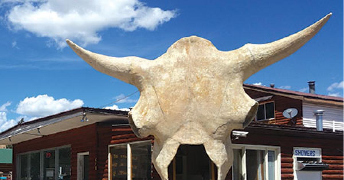 photo 1 buffalo head photo 1 20170817 125539 rev web