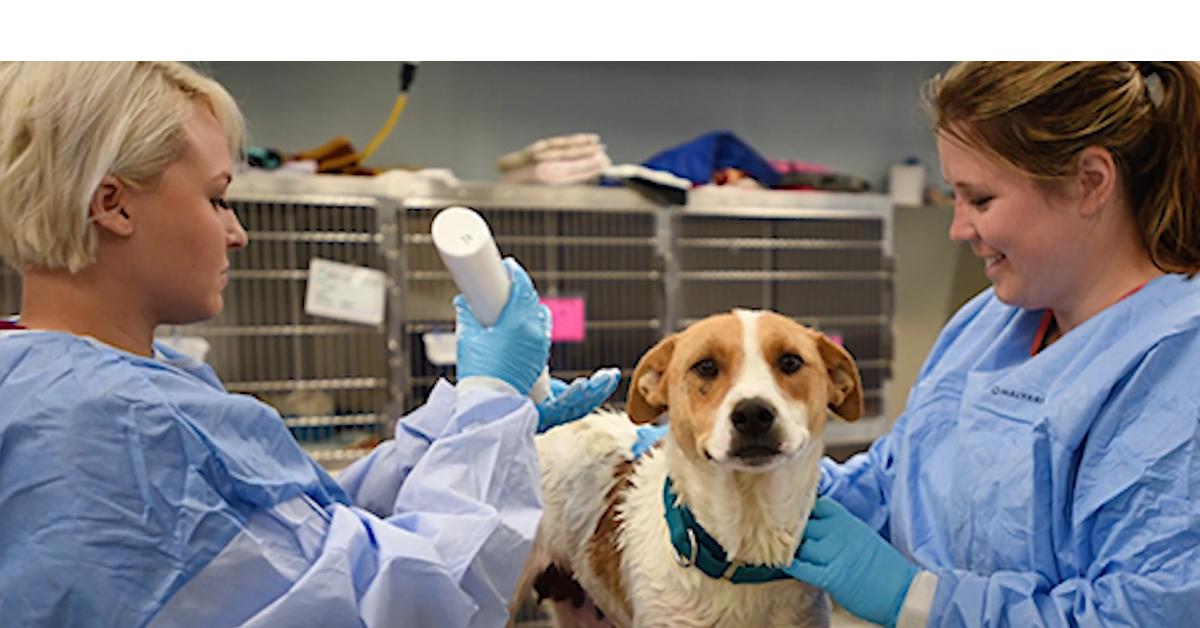 Speed Queen Partners with Best Friends Animal Society